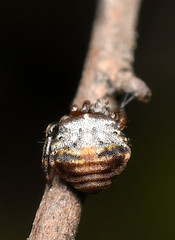 Phoroncidia quadrata