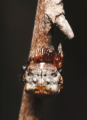 Phoroncidia quadrata