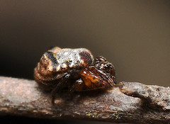 Phoroncidia quadrata