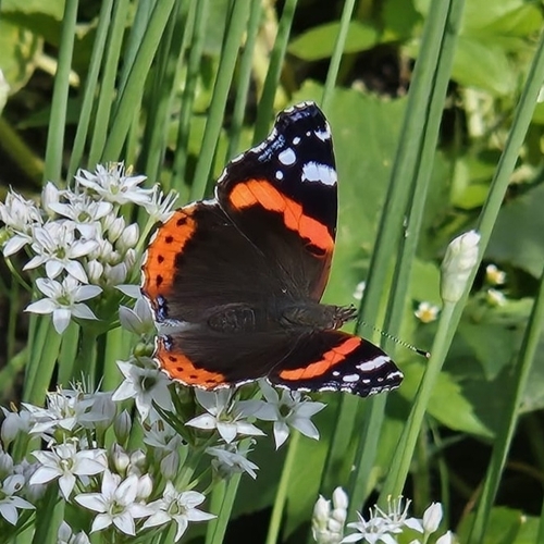 Red Admiral