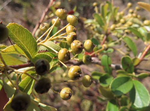 Pyracantha coccinea