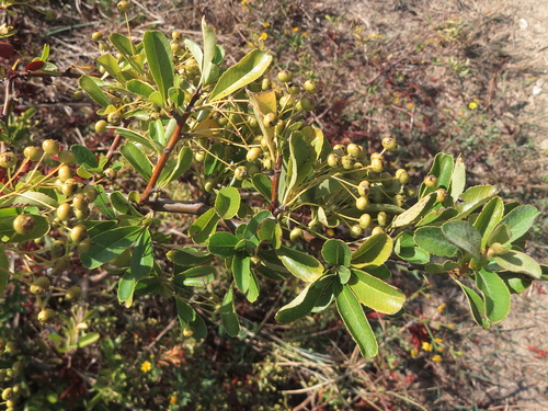 Pyracantha coccinea