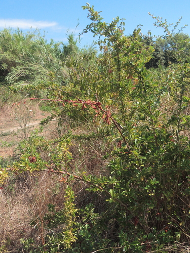 Pyracantha coccinea