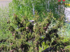 Corvus cornix