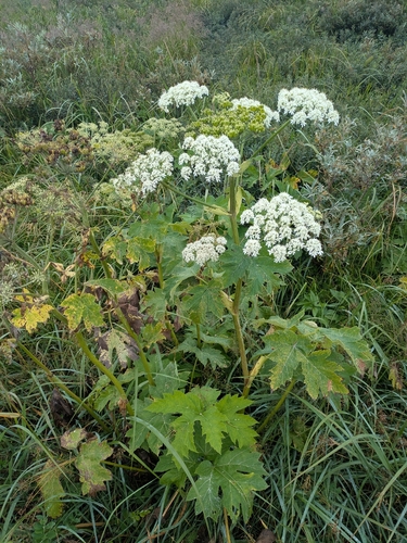 common cowparsnip