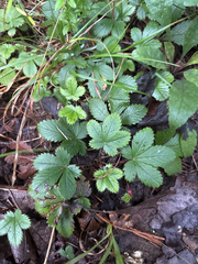Potentilla canadensis