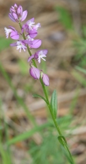 Polygala comosa