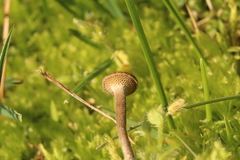 Lentinus longiporus