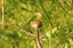 Lentinus longiporus