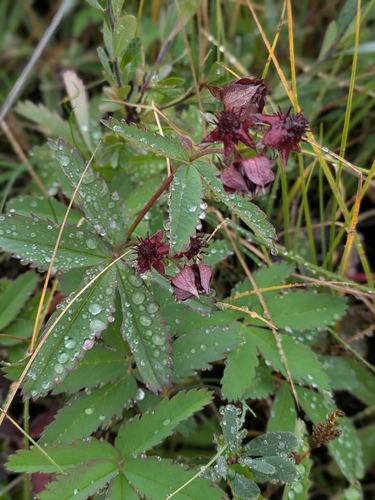 marsh cinquefoil
