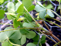 Oxalis corniculata corniculata