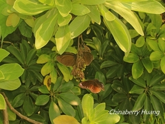 Euploea sylvester swinhoei