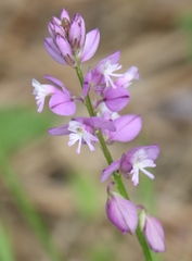Polygala comosa