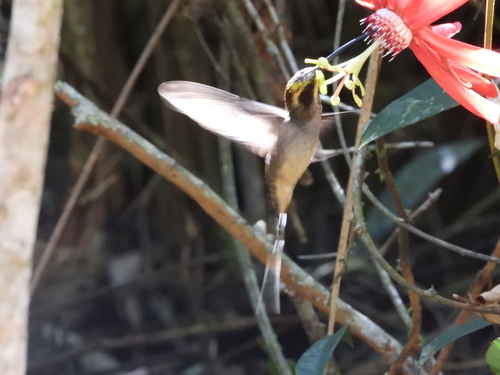 Scale-throated Hermit