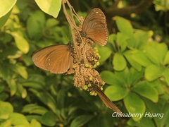 Euploea sylvester swinhoei