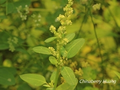 Chenopodium acuminatum virgatum