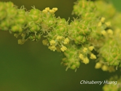 Chenopodium acuminatum virgatum
