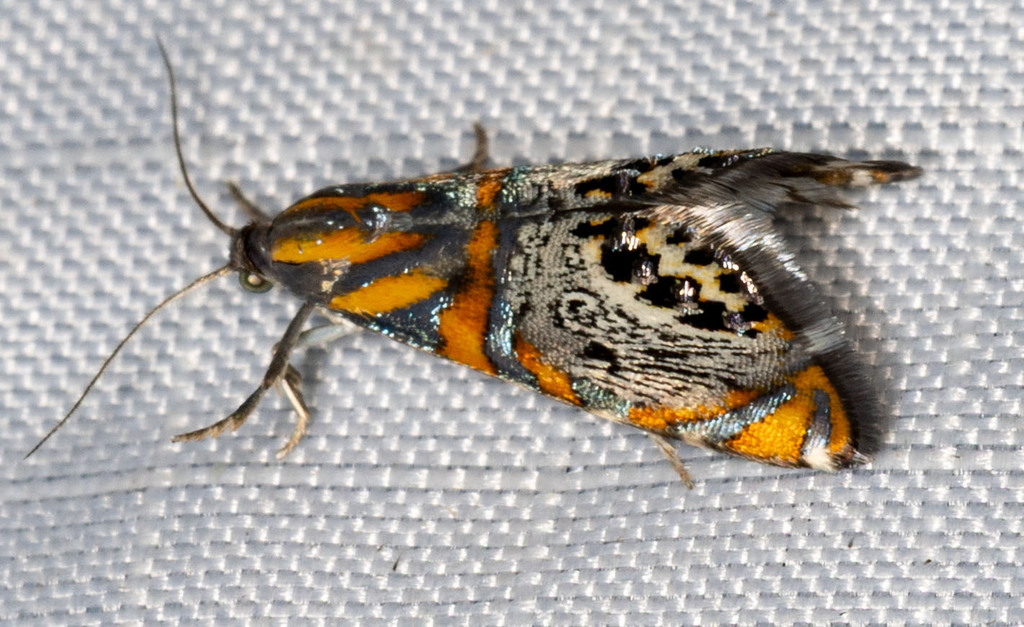 Psychedelic Regal Moth