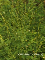 Chenopodium acuminatum virgatum
