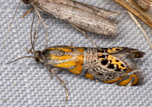 Psychedelic Regal Moth photo 4