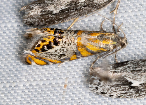 Psychedelic Regal Moth photo 2