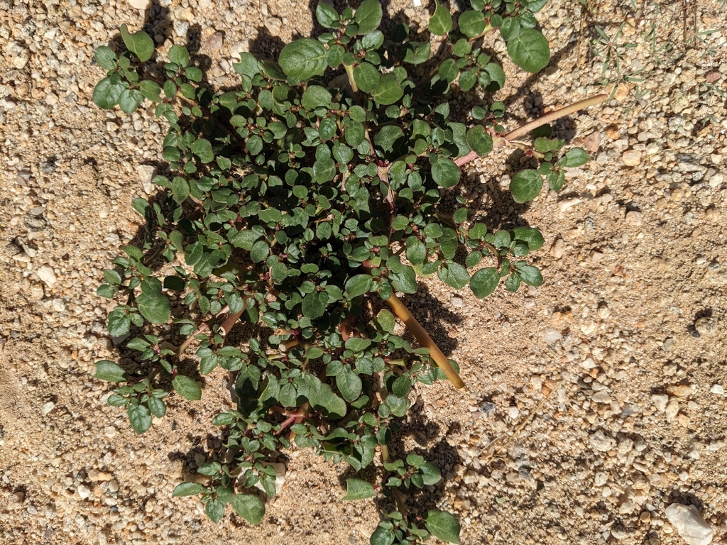 Trianthema portulacastrum; photograph (c) Bruce Hartman, some rights reserved (CC BY)