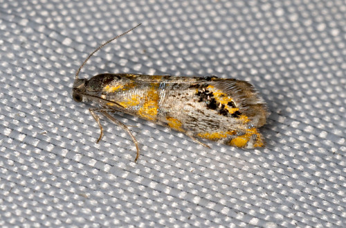 Psychedelic Regal Moth photo 3