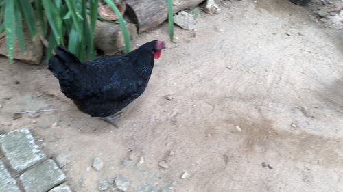 Red Junglefowl