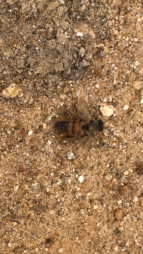 Western Honey Bee