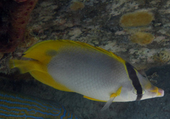 Chaetodon ocellatus