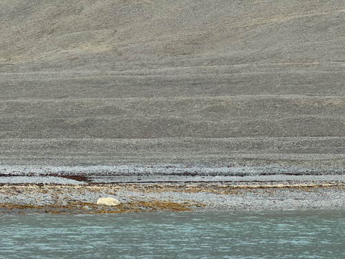 Black Bear sighting near Baffin