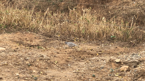 Picuí Ground Dove