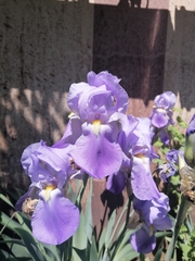 Iris