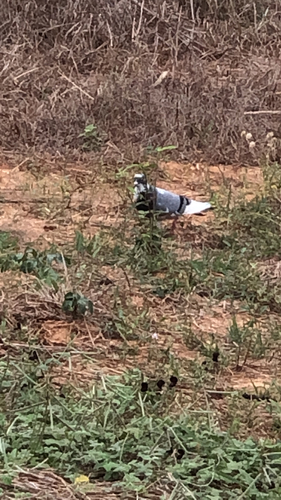 Feral Pigeon