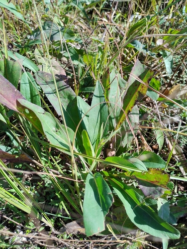 bog goldenrod
