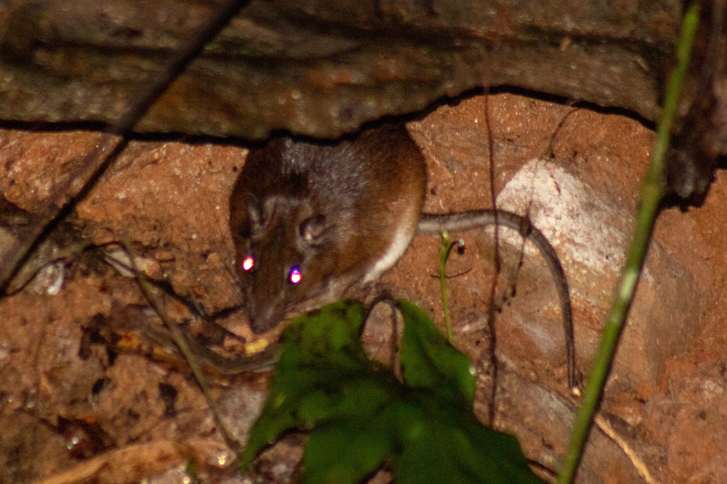 Sucre Spiny Rat