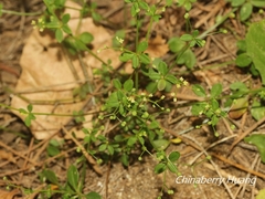 Galium bungei trachyspermum