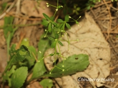 Galium bungei trachyspermum