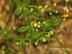 Galium bungei trachyspermum
