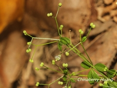 Galium bungei trachyspermum