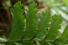 Hymenasplenium cheilosorum