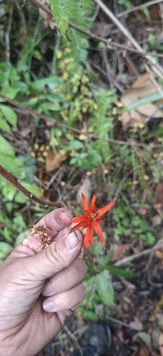 Fuchsia venusta