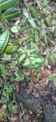 Fuchsia venusta, photograph 2