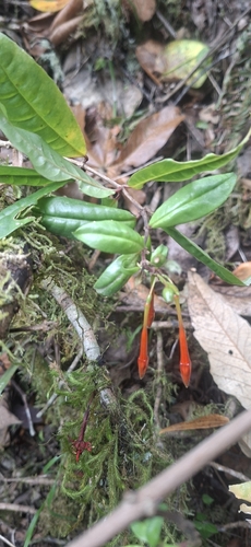 Fuchsia venusta, photograph 3