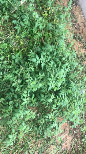 tomato