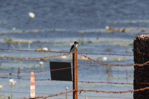 Forest Kingfisher