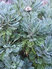 Euryops pectinatus pectinatus