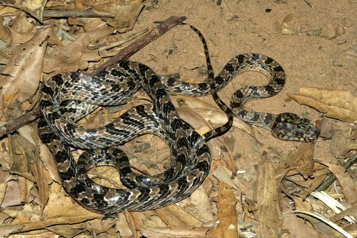Ampijoroa Tree Snake