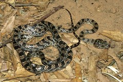 Lycodryas pseudogranuliceps