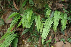 Hymenasplenium cheilosorum